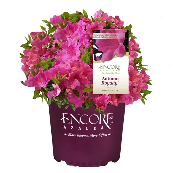 Encore Azalea Autumn Royalty Live Shrub, Size: 2 Gal