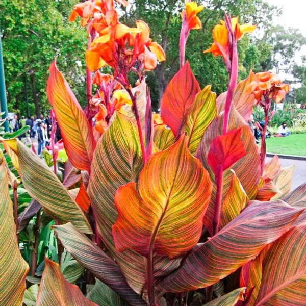 Breck's Orange Phasion Canna Lily Dormant Flowering Bare Root Bulbs Bagged 3-Pack | 90294