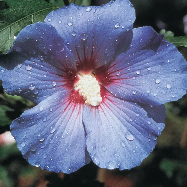 Bluebird Hibiscus Plant
