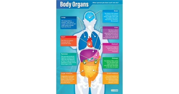 Body Organs Poster